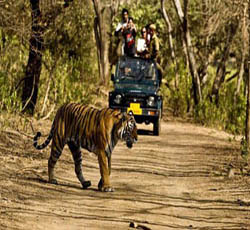 Rajaji National Park tour packages